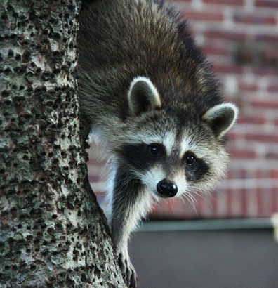 professional raccoon trapping services