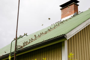 Flock of sparrows at roof of house