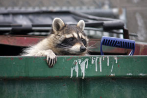 Raccoon in Trash Can