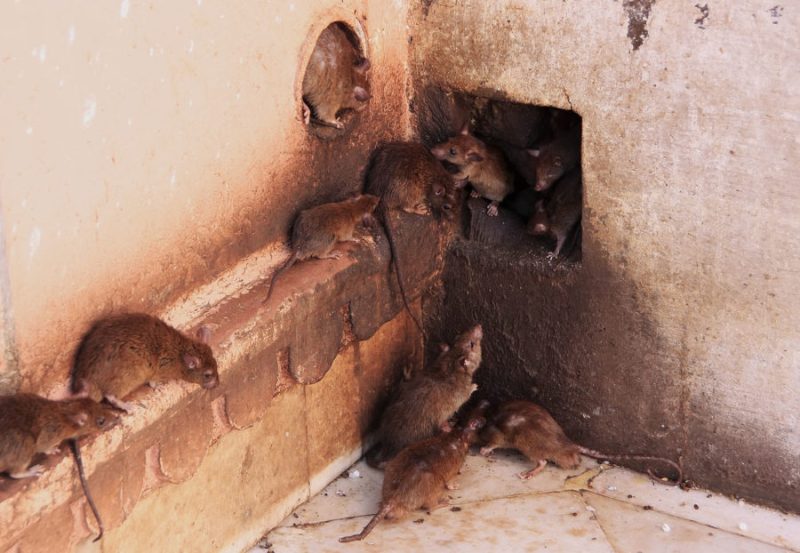 Spring Time Rats Tips for Preventing Spring Infestations - NY NJ Wild Life Removal