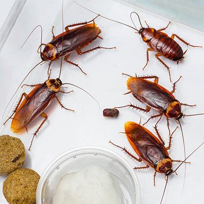 roaches