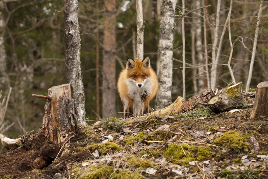 red foxes in the woods