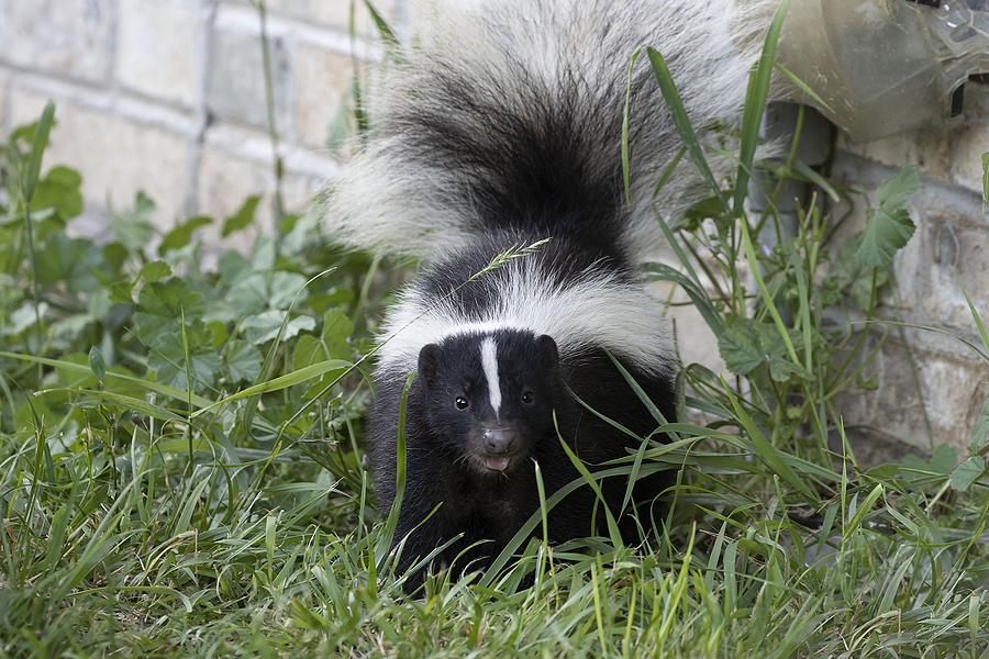 Young striped skunk outside of a home