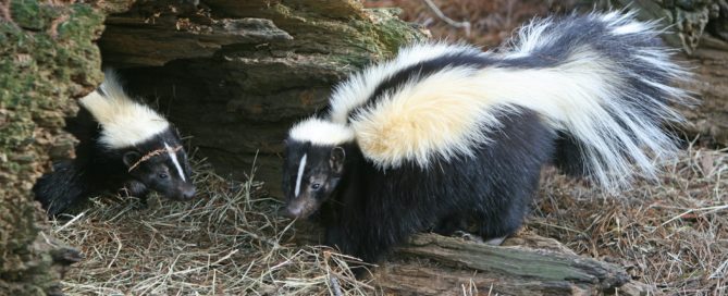 2 skunks by a hollow log