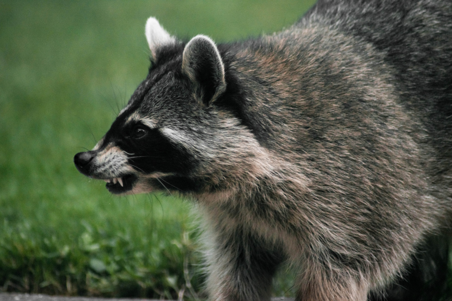 side view closeup of raccoon baring its teeth