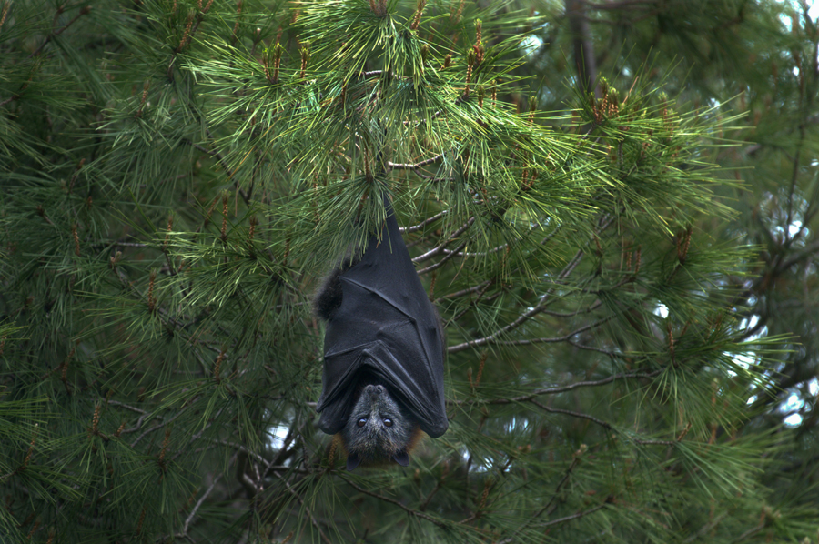 Bat hanging from the branch of an evergreen tree
