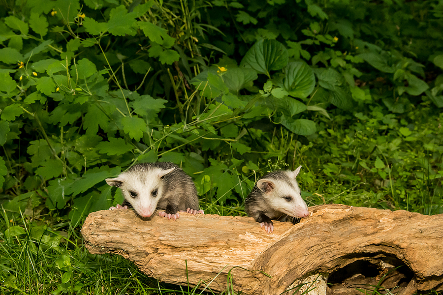 Spring breeding patterns concept - 2 Baby Opossums crawling on a tree stump.