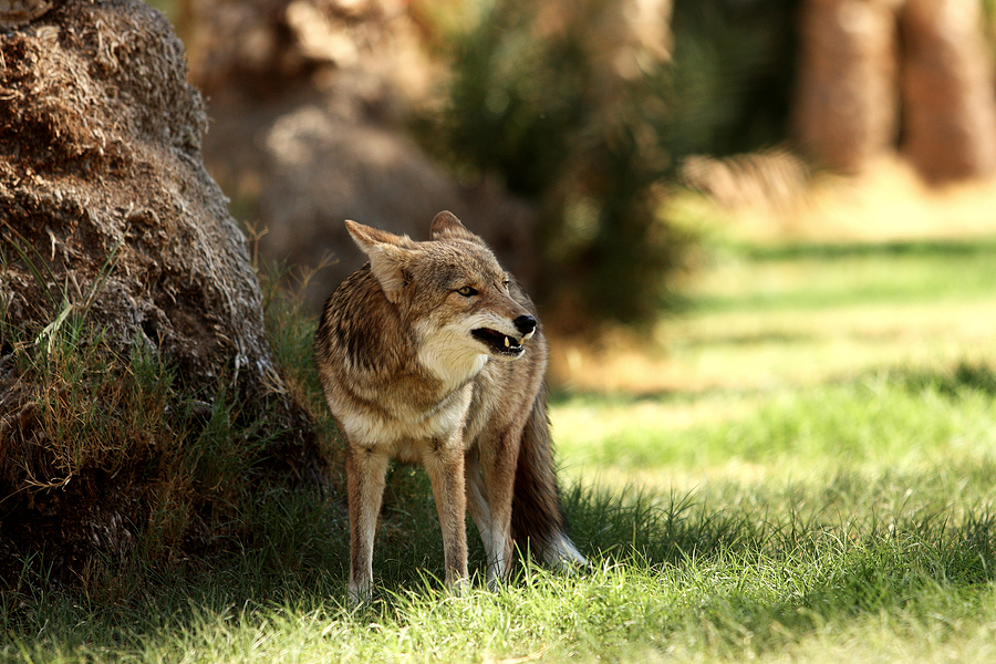 Coyote with bared teeth in a forest