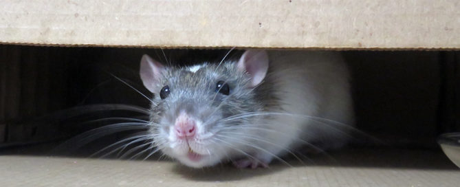 at peeking out of cardboard box - Rodents in a restaurant concept