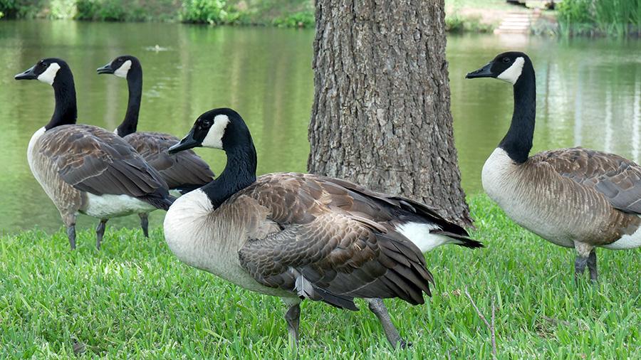 4 canadian geese stand under a tree by the water - Canada Goose removal concept