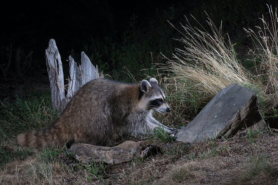 Raccoon near a stump in the dark - wildlife removal safety concept