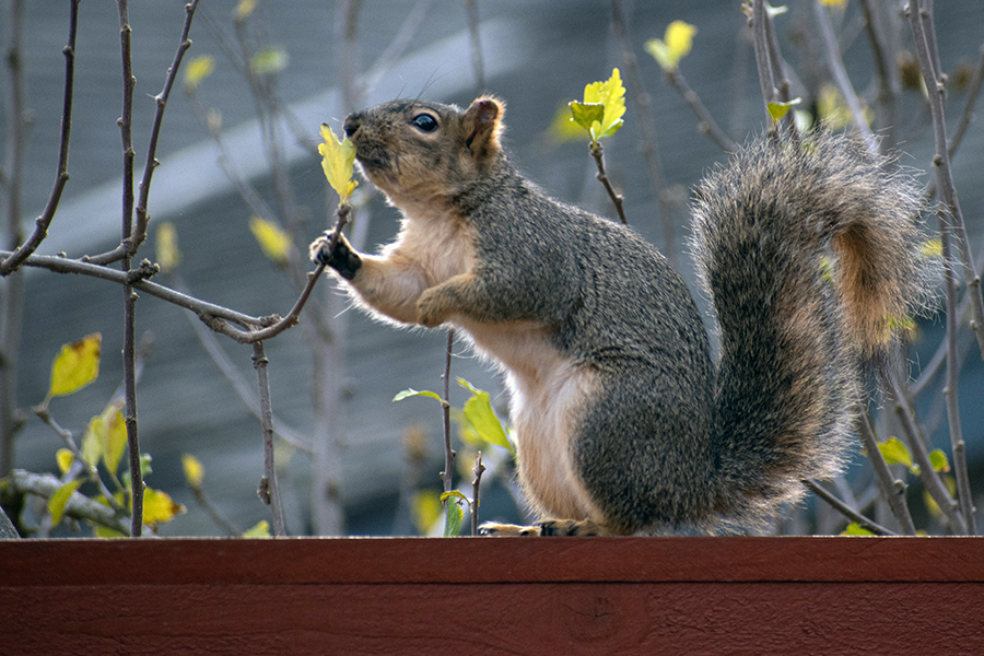 squirrel in the spring sitting on a fence