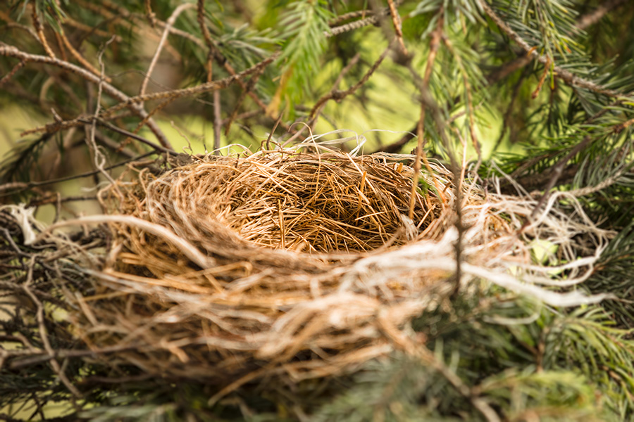 Close up of empty bird nests in evergreen tree