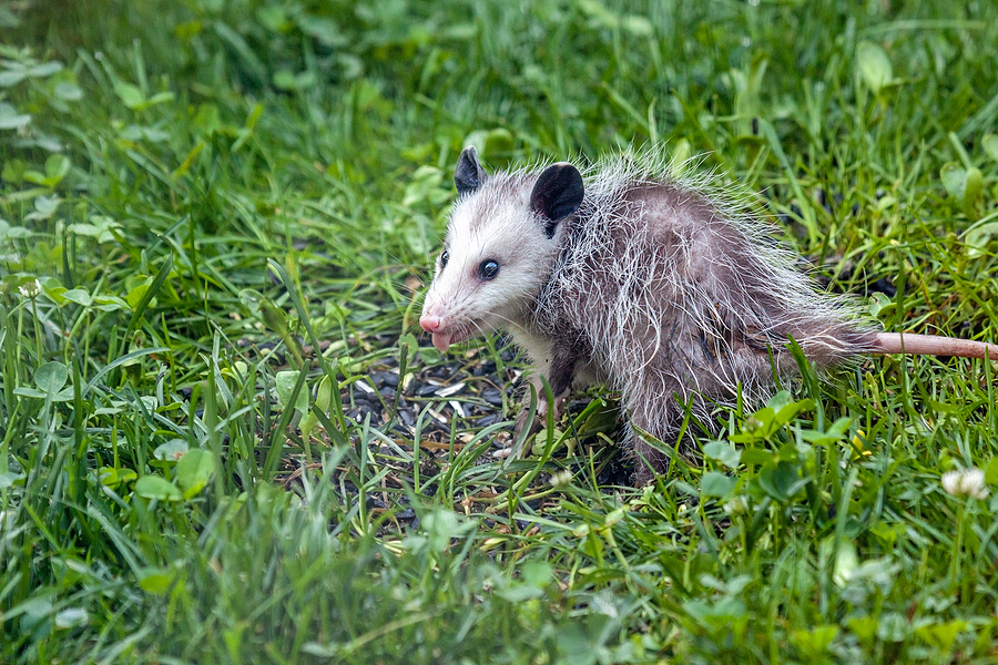an opossum in a grassy backyard garden