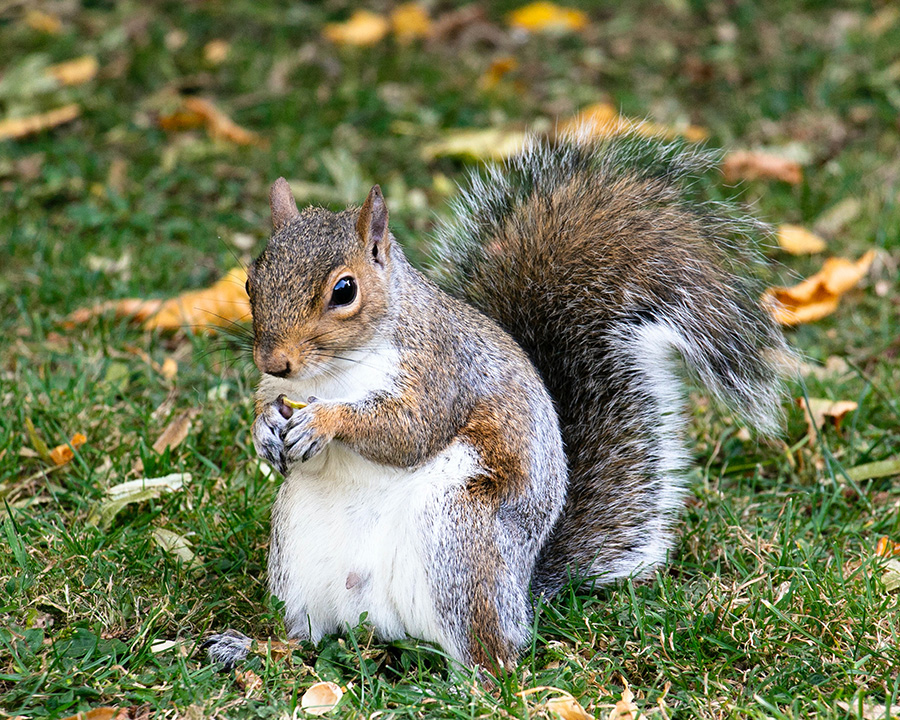 squirrel holding a seed - facts about squirrels concept image