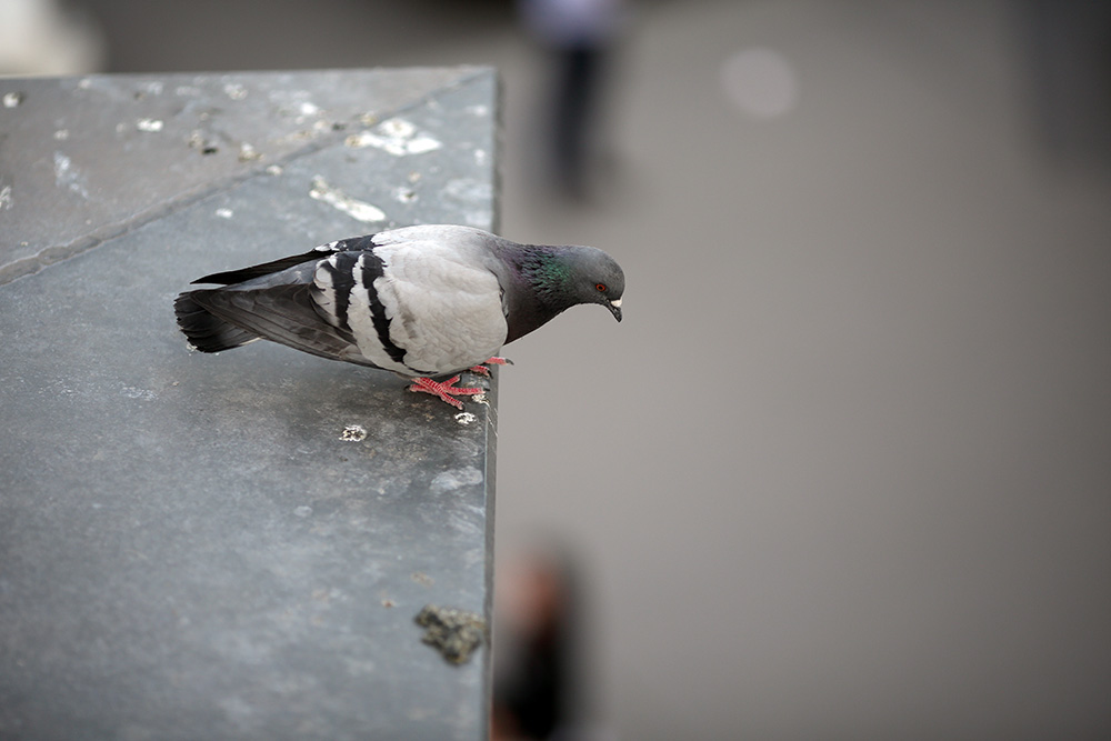 pigeon dove on the roof of a building looking down - urban wild animal concept