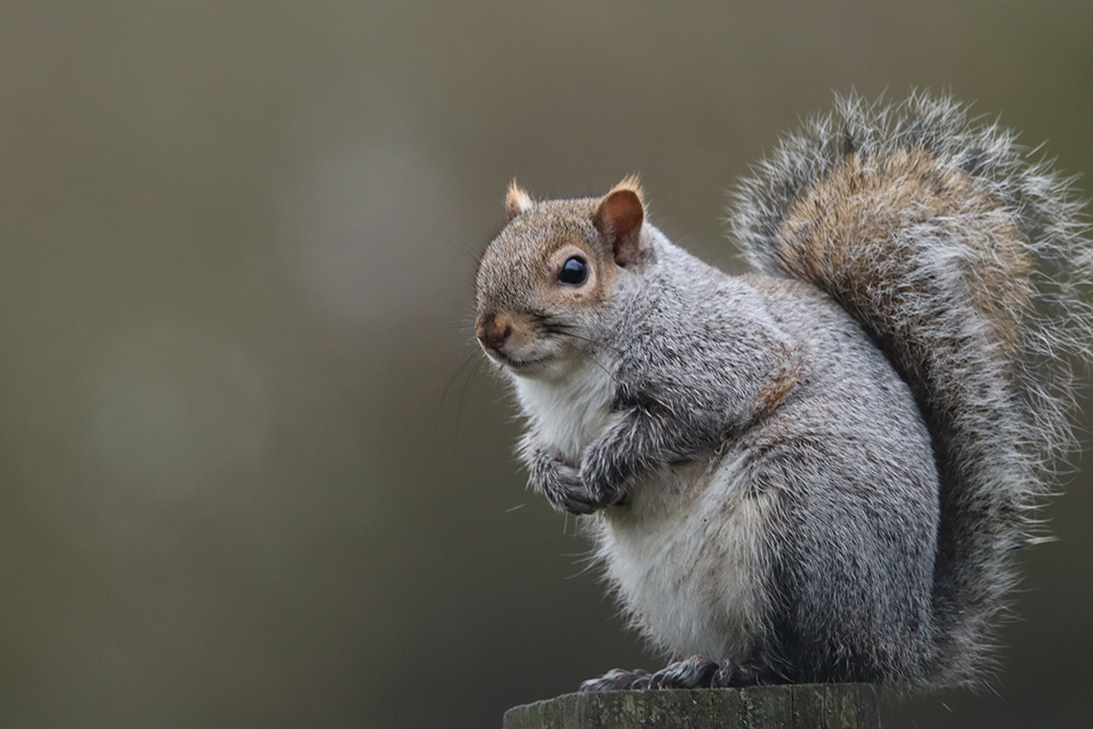 close up of a grey squirrel - wild anima removal and exclusion concept