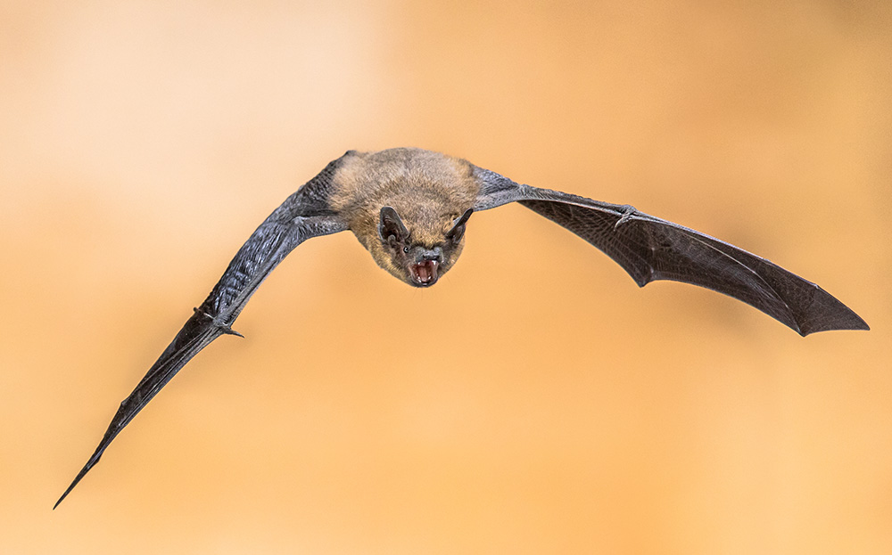 bat flying above with background out of focus - bat exclusion concept