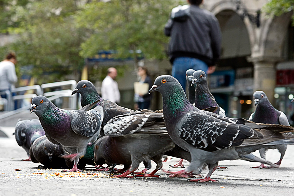 macro photo of pigeons (rock doves) eating seeds on the streets of nyc with people moving in background - urban wildlife removal concept